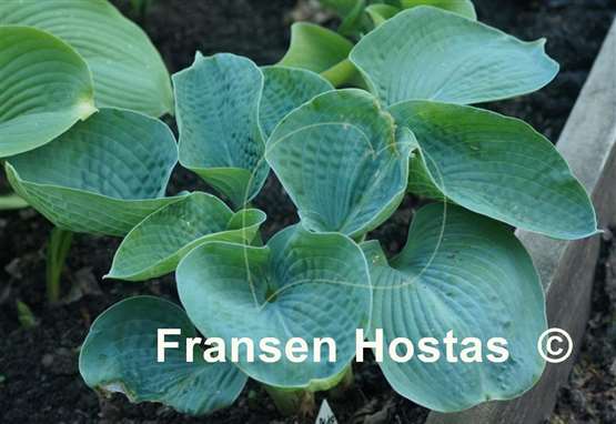 Hosta Sea Grotto